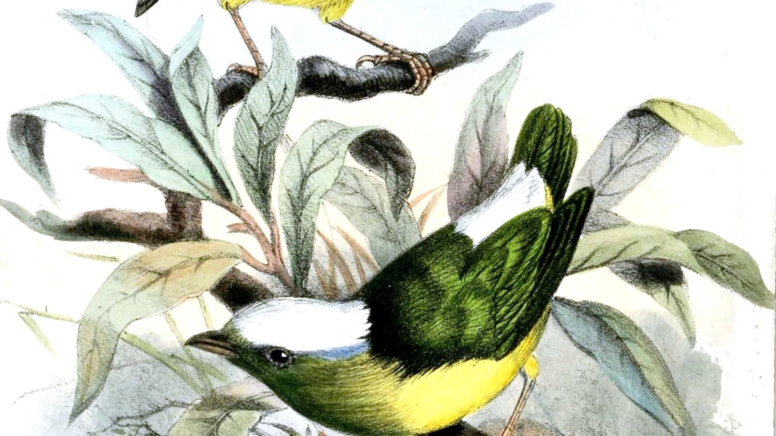 Snow-capped Manakin