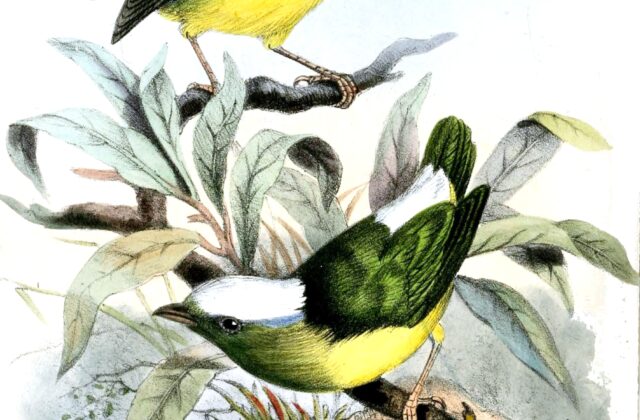 Snow-capped Manakin