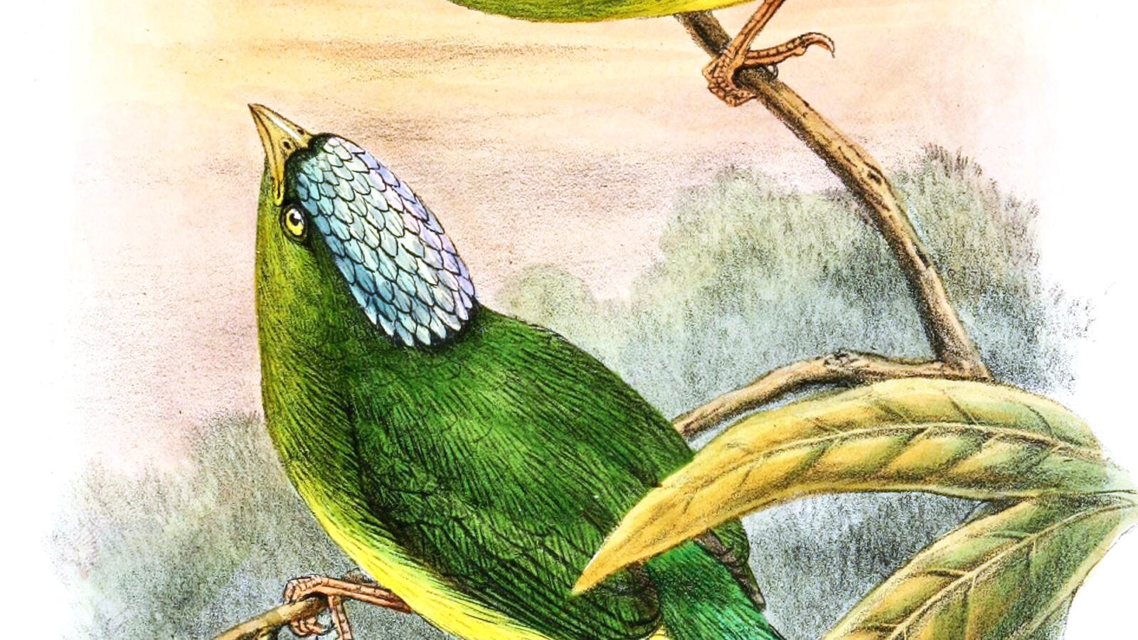 Opal-crowned Manakin