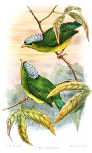 Opal-crowned Manakin