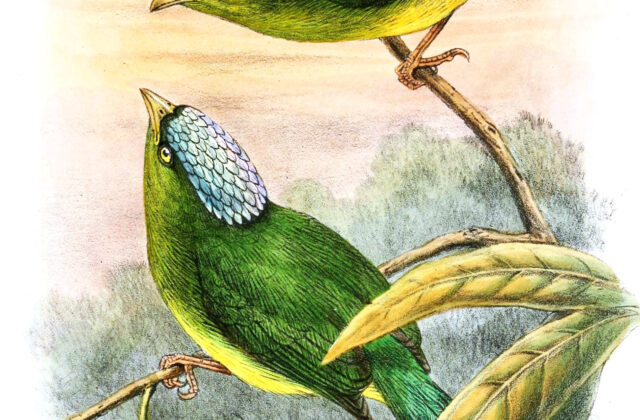 Opal-crowned Manakin
