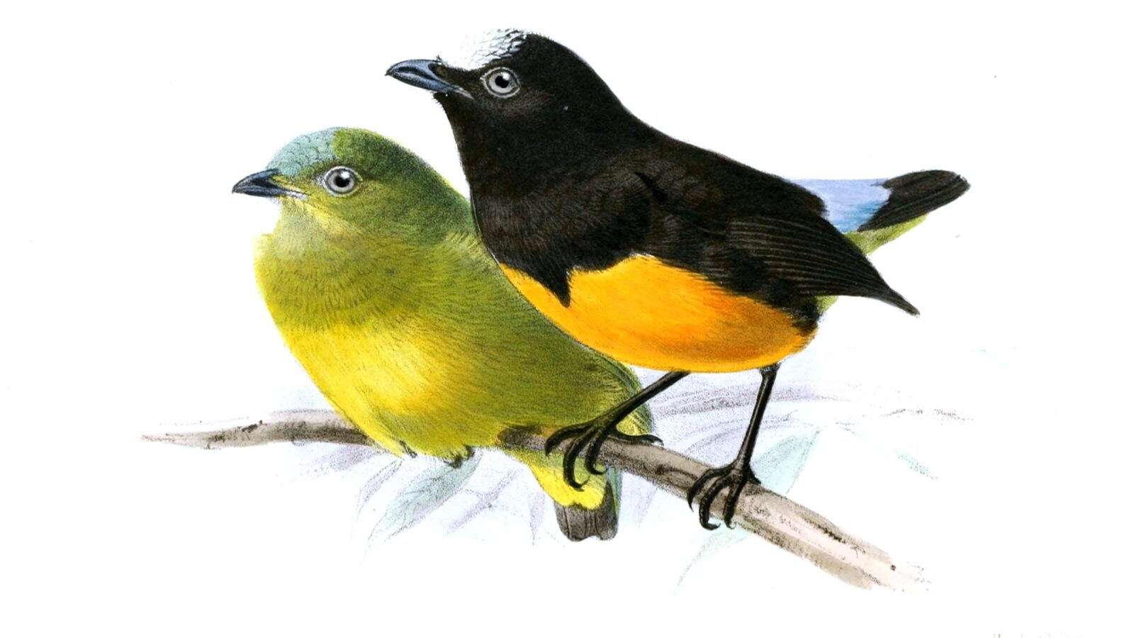 Orange-bellied Manakin
