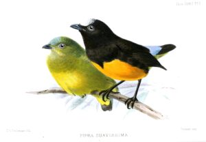 Orange-bellied Manakin