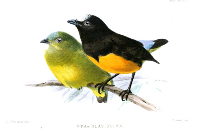 Orange-bellied Manakin