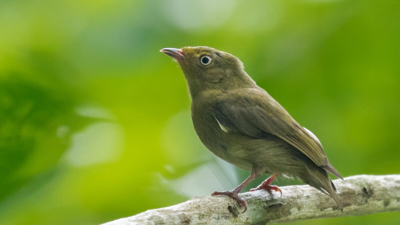 Crimson-hooded Manakin