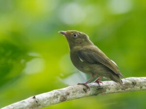 Crimson-hooded Manakin