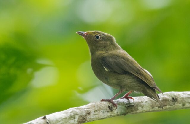 Crimson-hooded Manakin