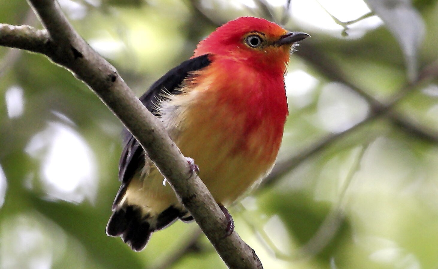 Band-tailed Manakin