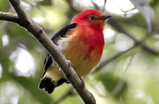 Band-tailed Manakin