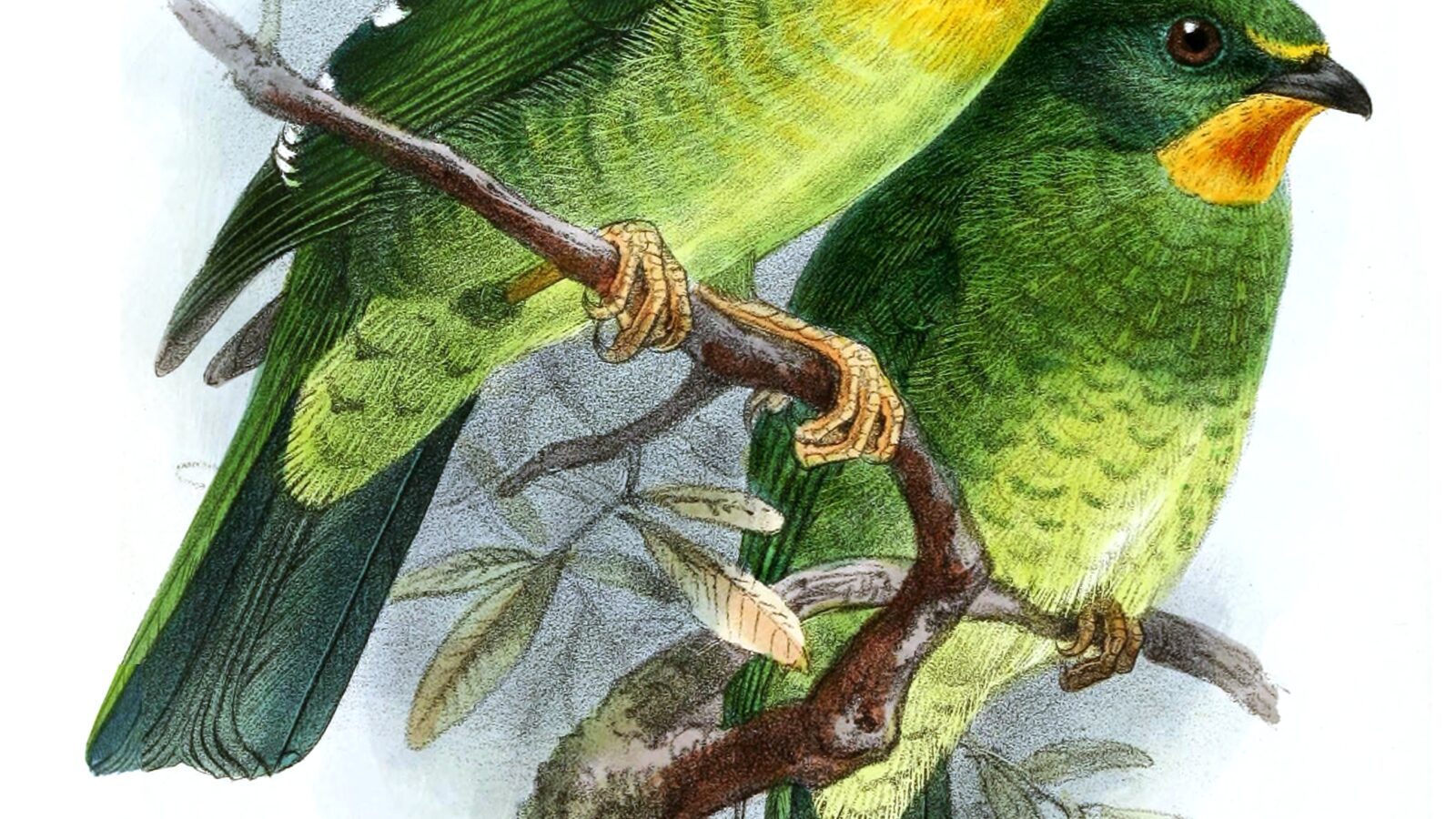 Scarlet-breasted Fruiteater