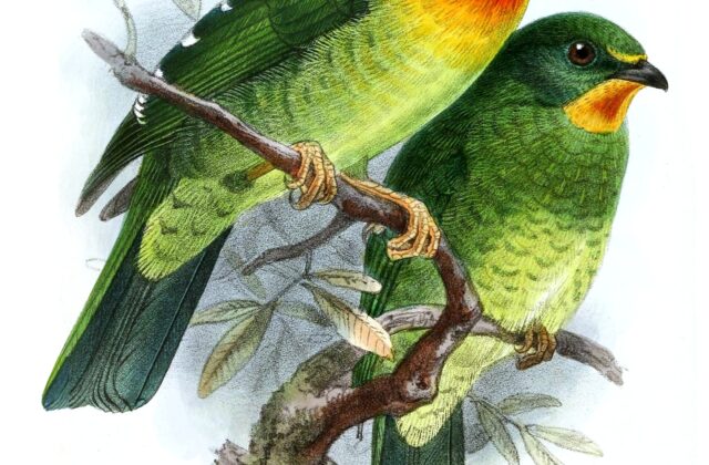 Scarlet-breasted Fruiteater