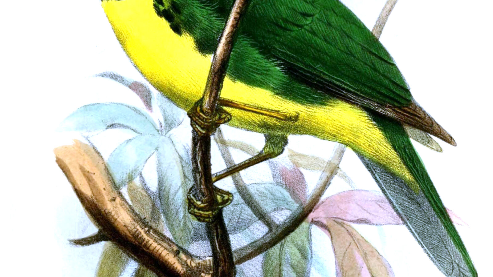 Black-chested Fruiteater