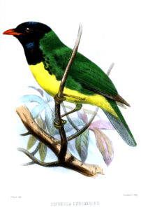 Black-chested Fruiteater