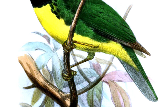Black-chested Fruiteater