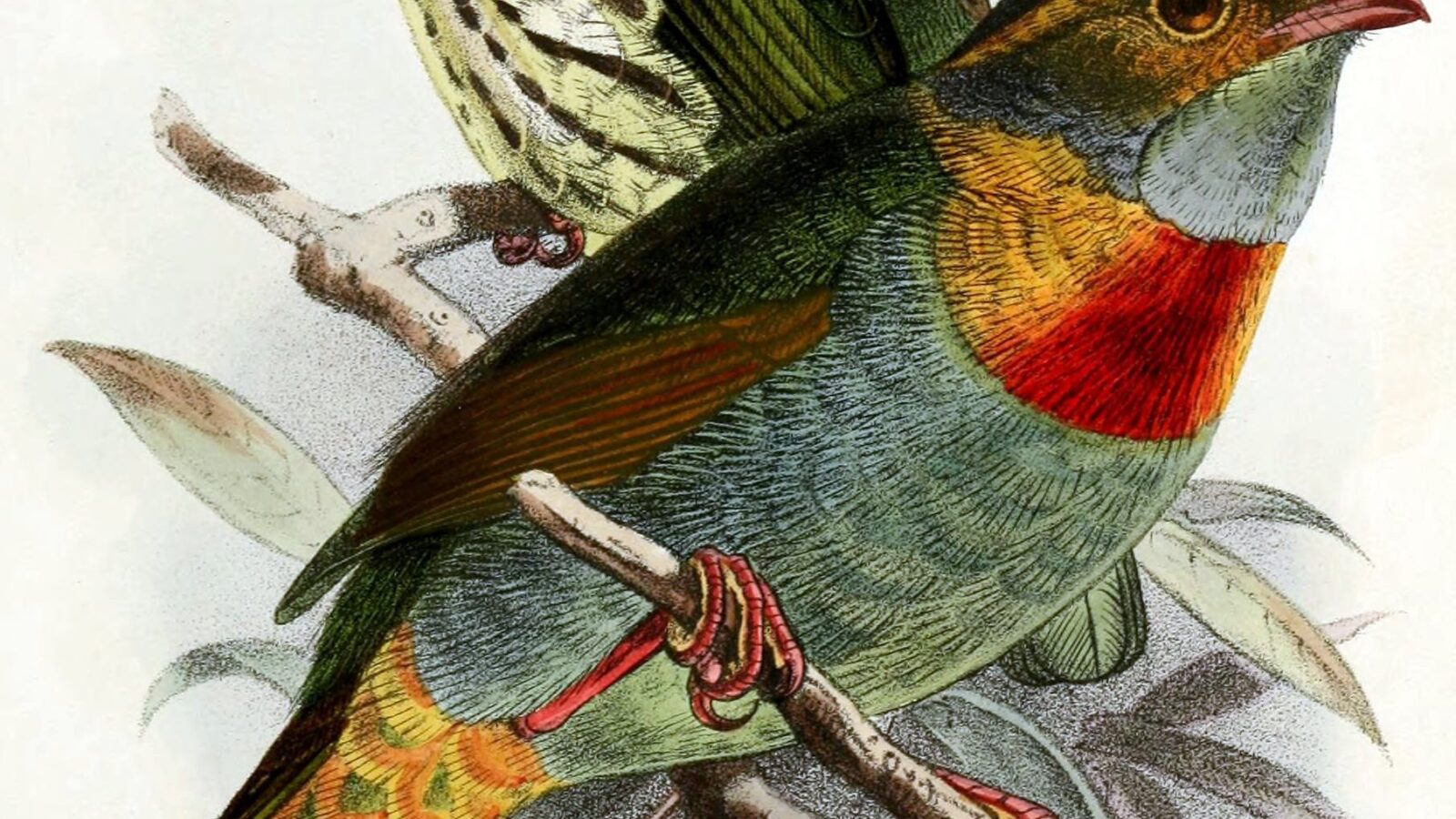 Red-banded Fruiteater