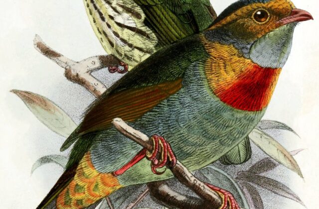 Red-banded Fruiteater