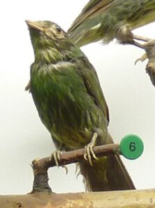 Golden-breasted Fruiteater