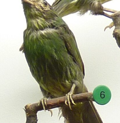 Golden-breasted Fruiteater
