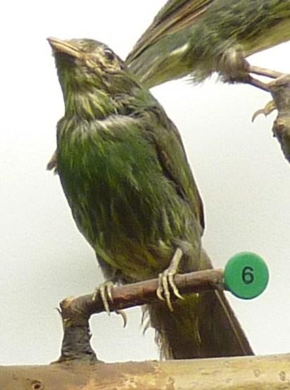 Golden-breasted Fruiteater