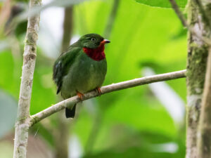 Fiery-throated Fruiteater