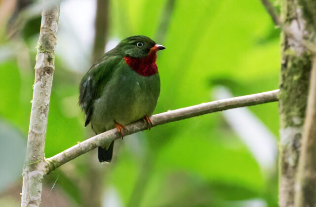 Fiery-throated Fruiteater