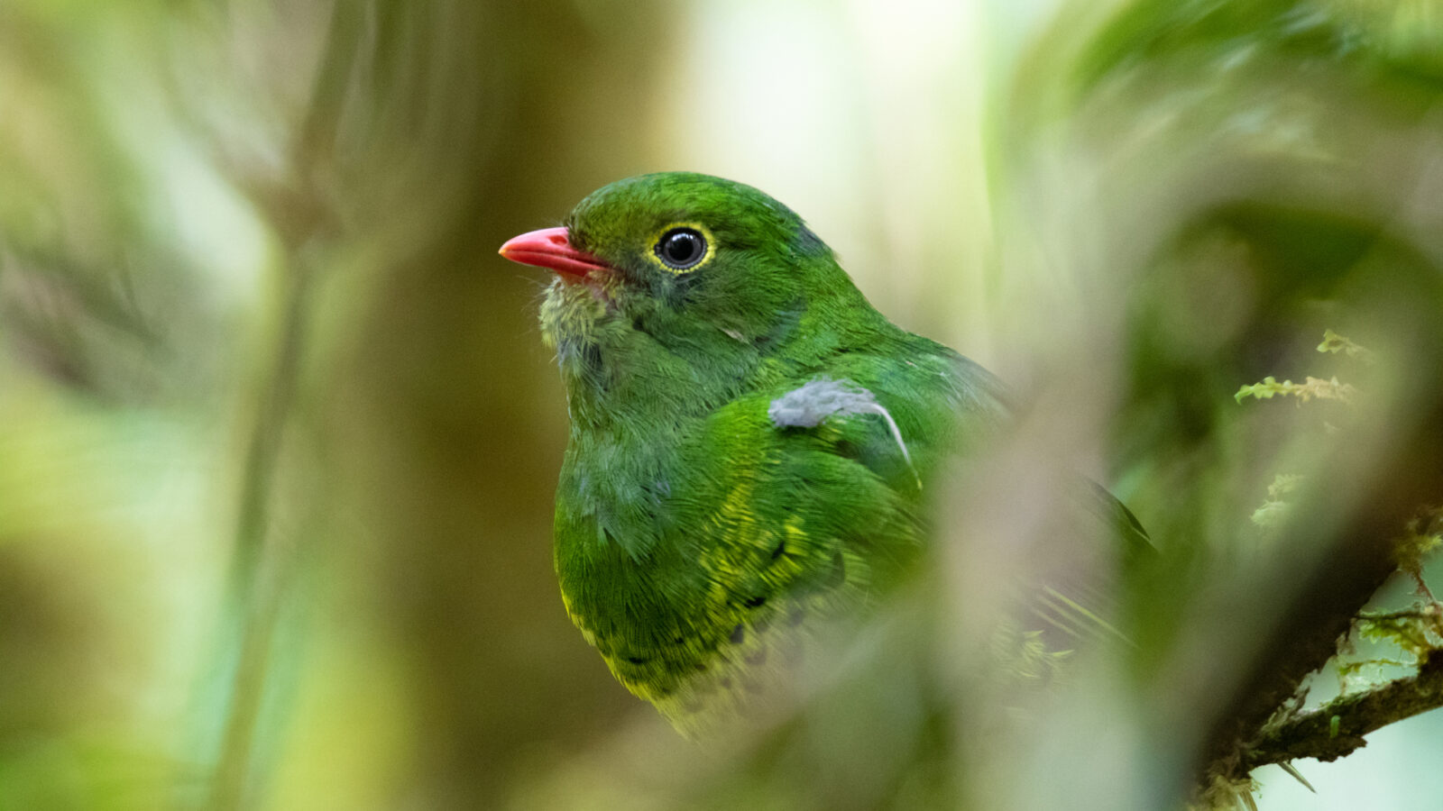 Band-tailed Fruiteater