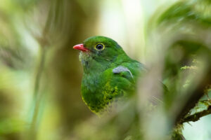 Band-tailed Fruiteater