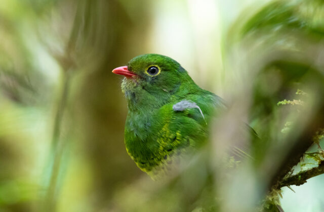 Band-tailed Fruiteater