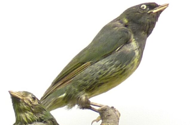 Green-and-black Fruiteater