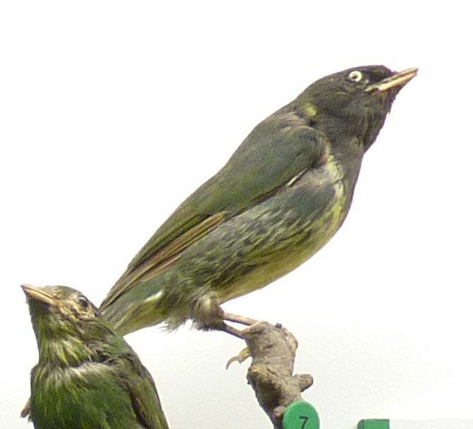 Green-and-black Fruiteater