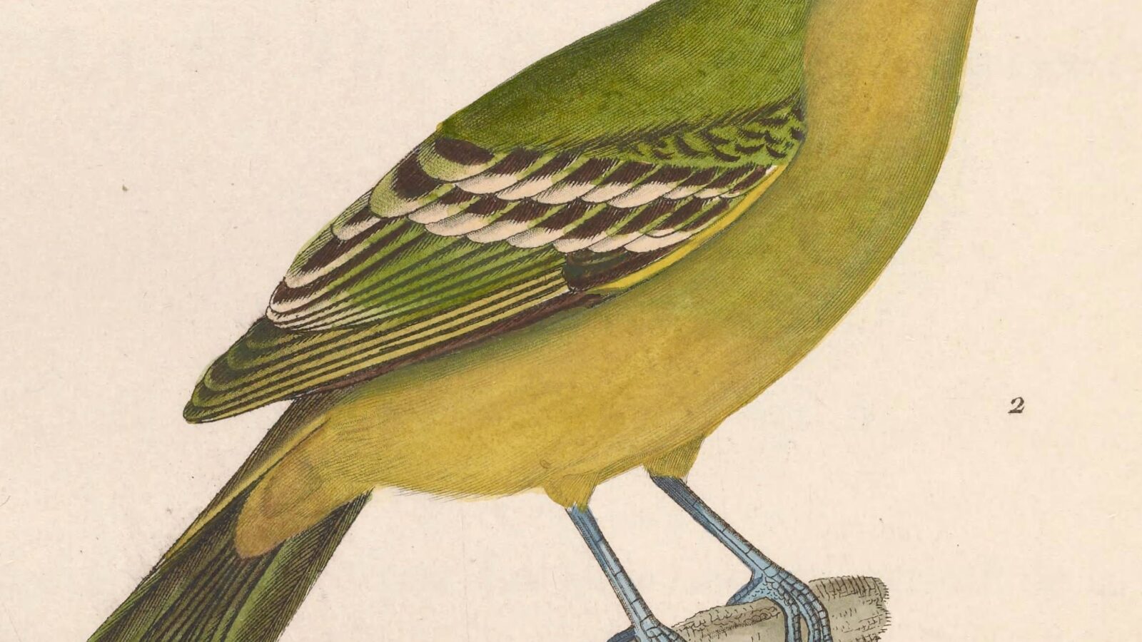 Wing-barred Piprites