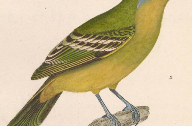 Wing-barred Piprites