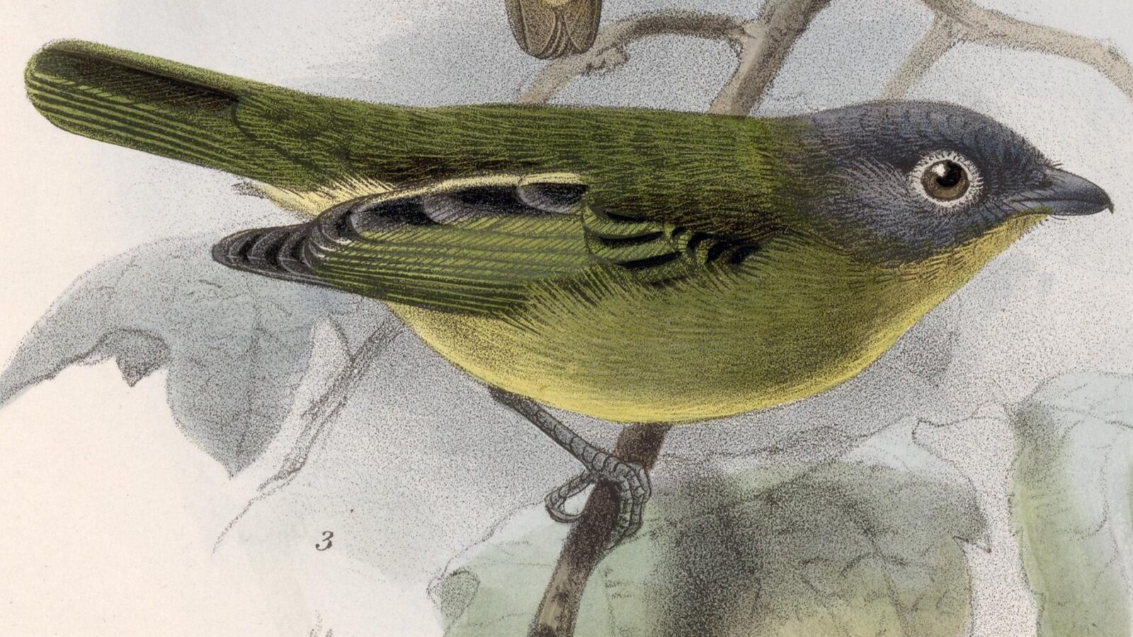 Grey-headed Piprites