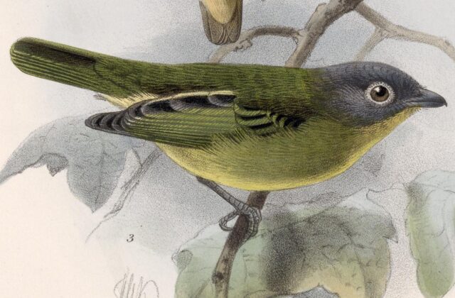 Grey-headed Piprites