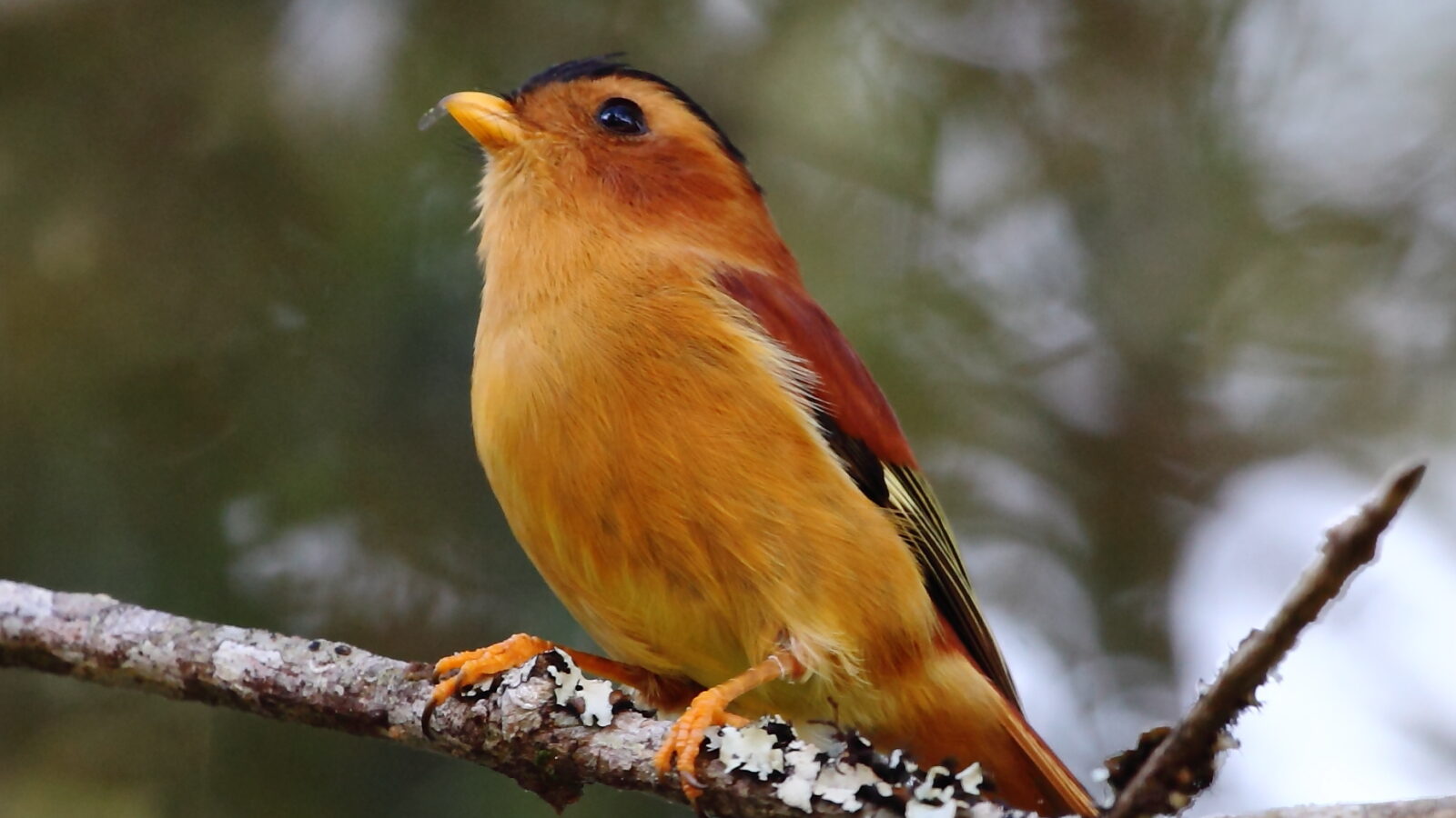 Black-capped Piprites