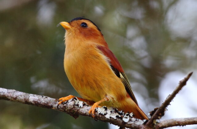 Black-capped Piprites