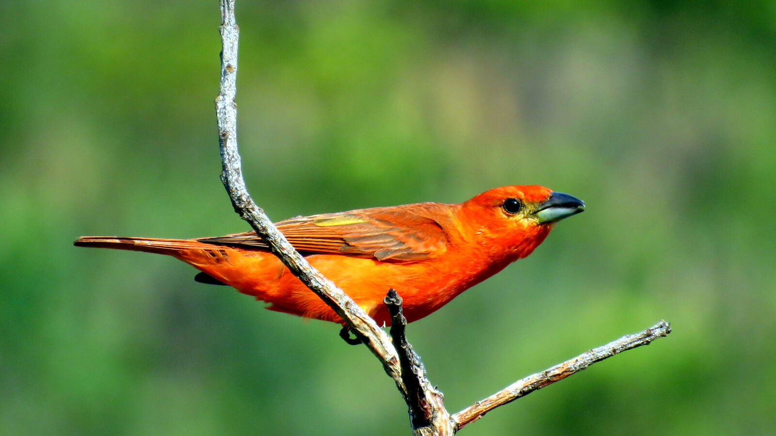 Red Tanager