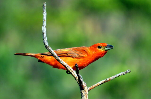 Red Tanager