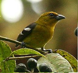 White-winged Tanager