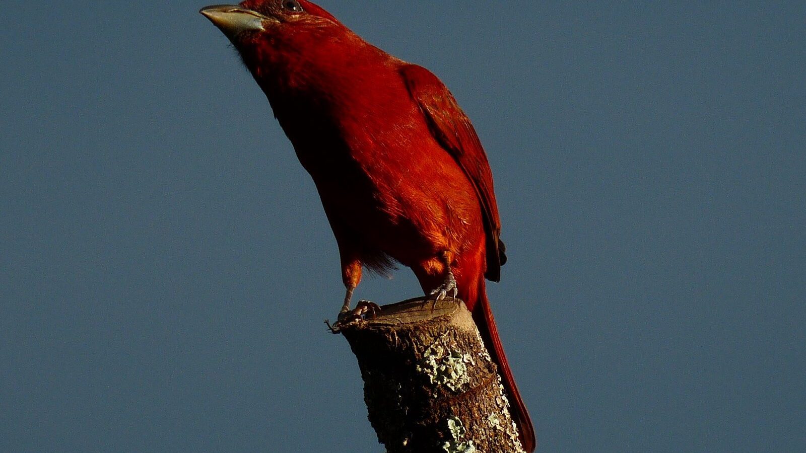 Tooth-billed Tanager