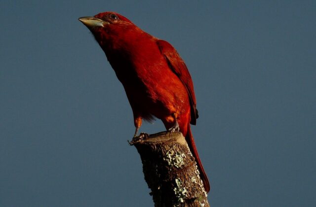 Tooth-billed Tanager