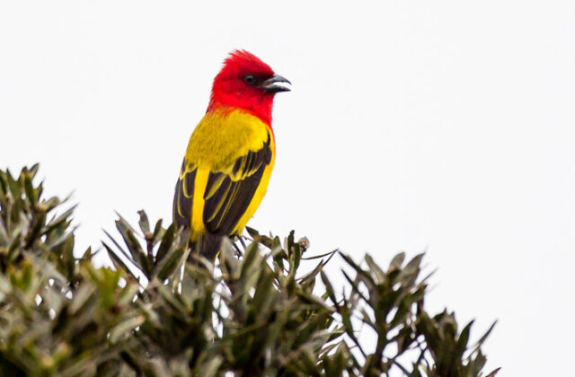 Red-hooded Tanager