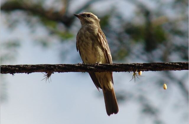 Piratic Flycatcher