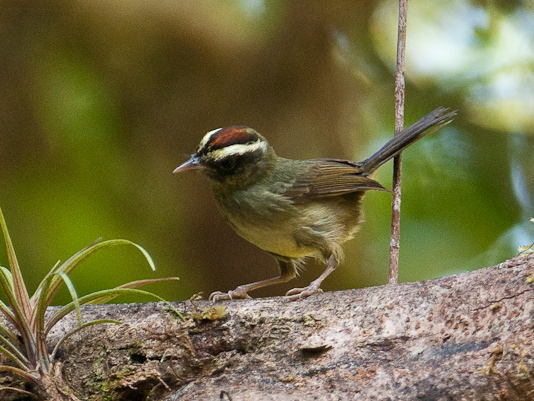 Pirre Warbler