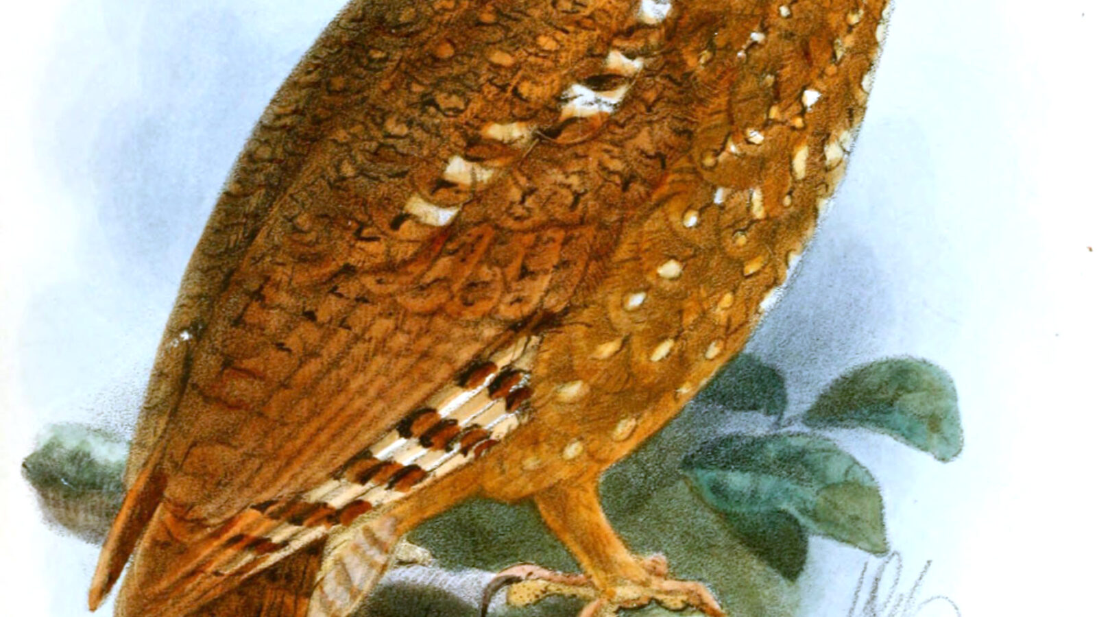 Sandy Scops Owl