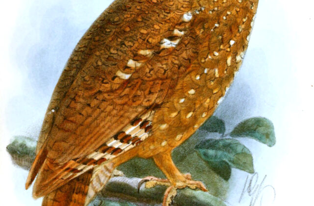 Sandy Scops Owl