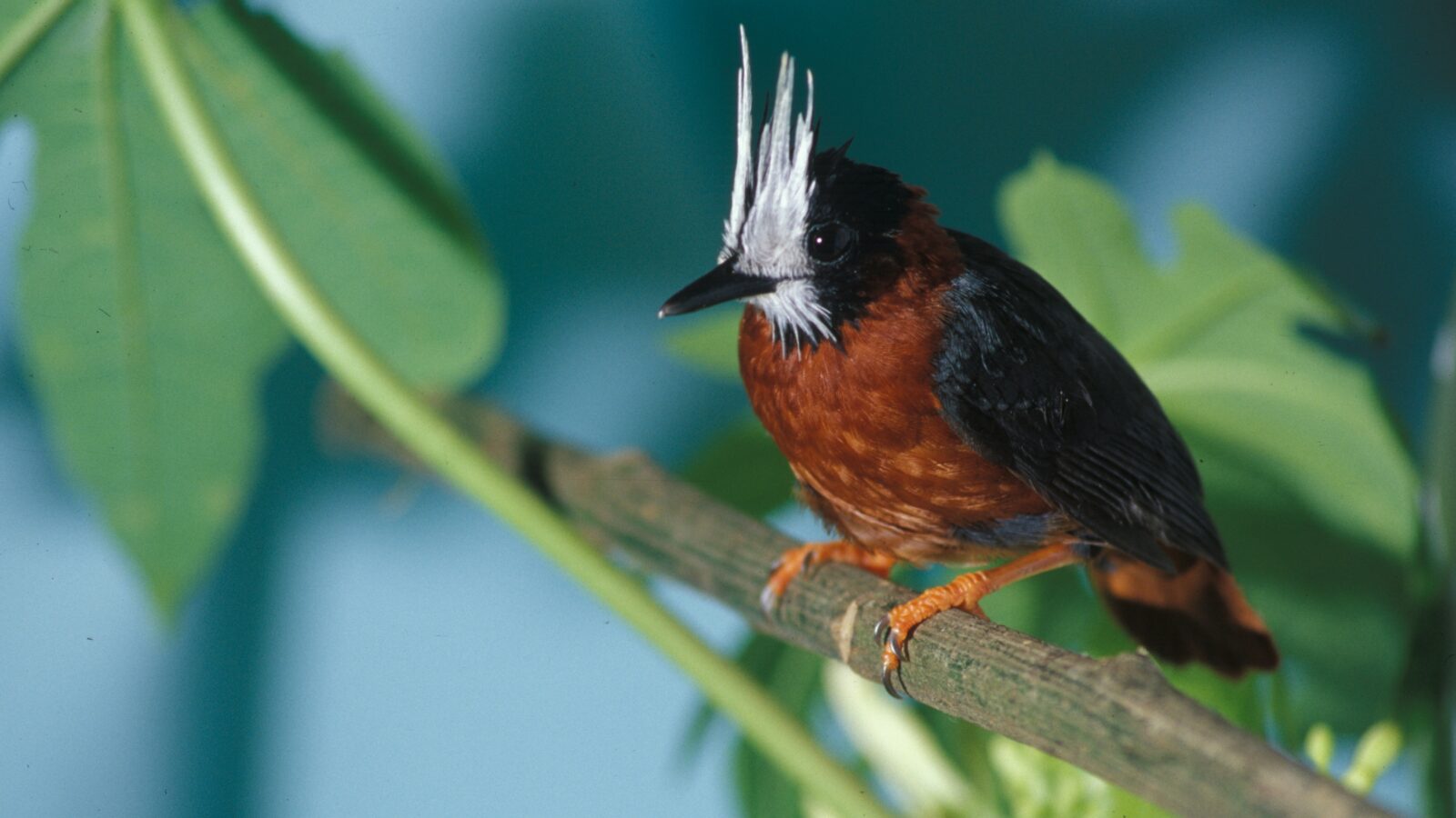 White-plumed Antbird