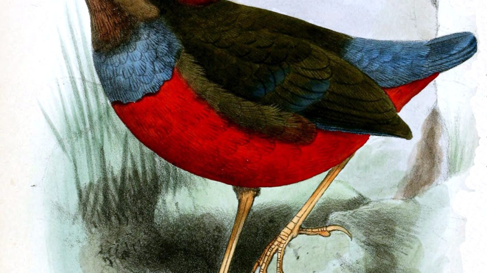 Whiskered Pitta