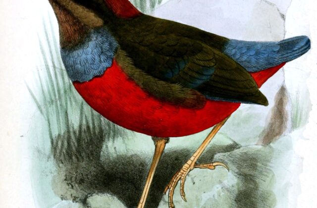 Whiskered Pitta