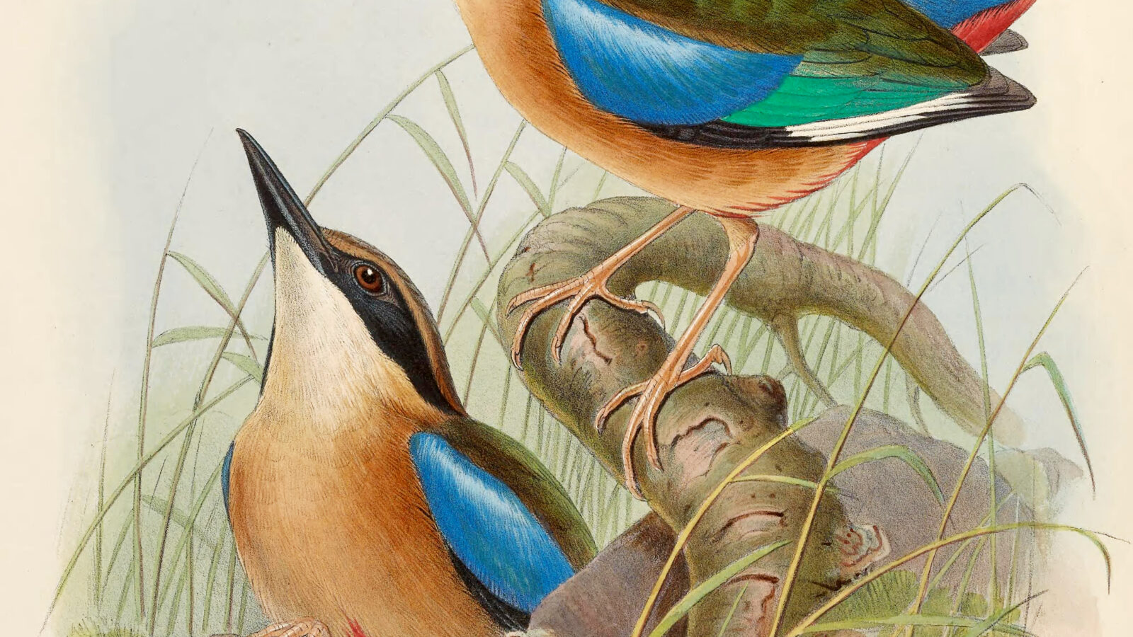 Mangrove Pitta
